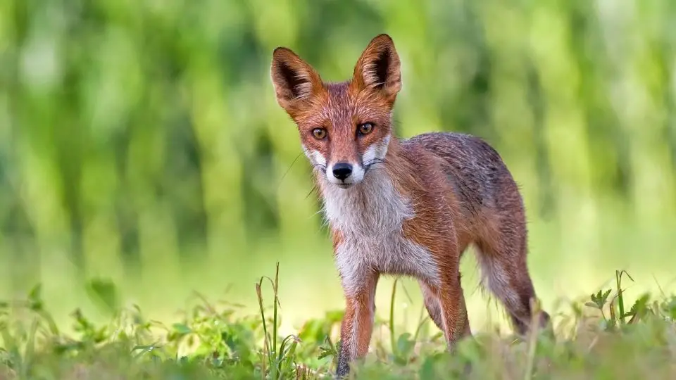 fox standing in the brush