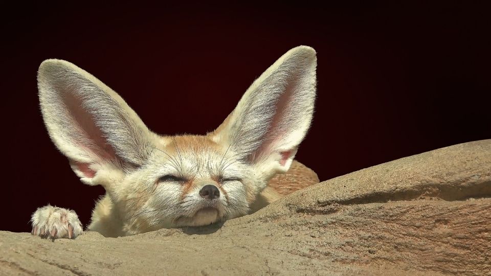 fennec fox resting on a rock