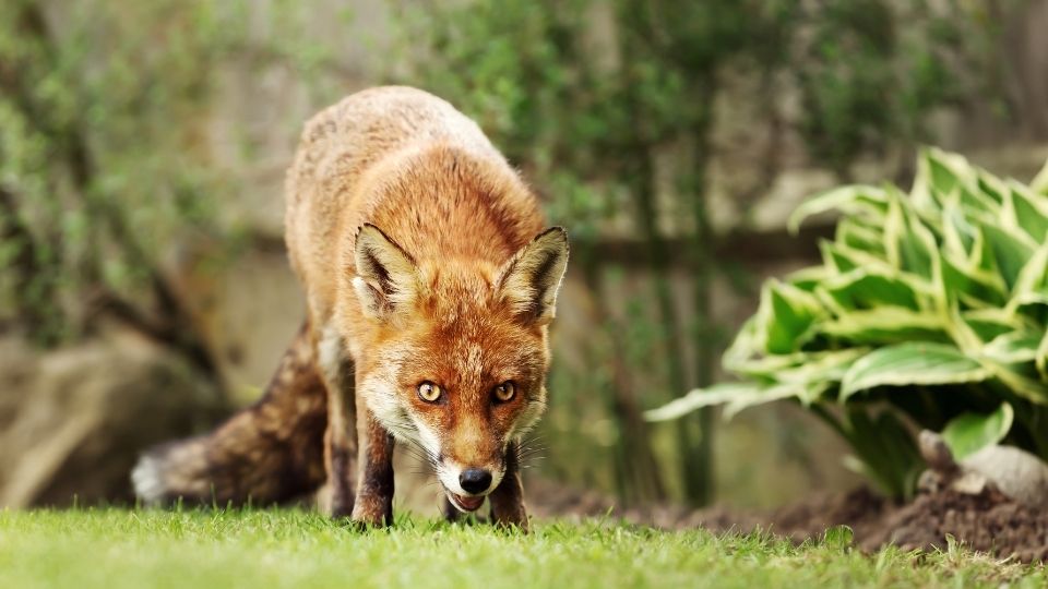 lurking fox hunting