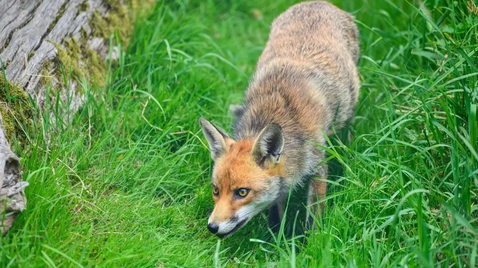 lurking fox
