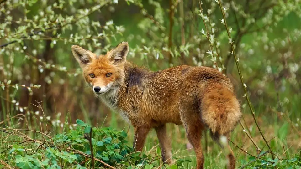 fox in the heather