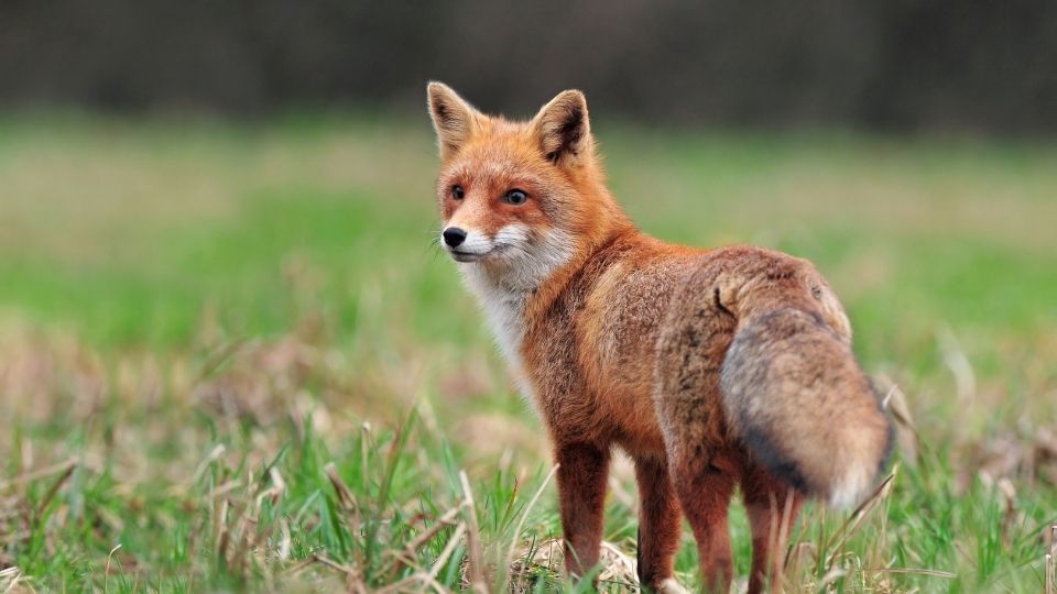 are foxes dangerous