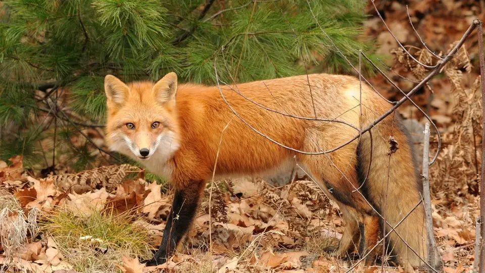fox standing on fallen leaves