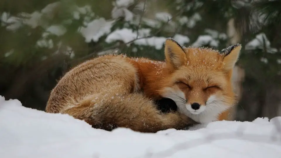 fox in the snow