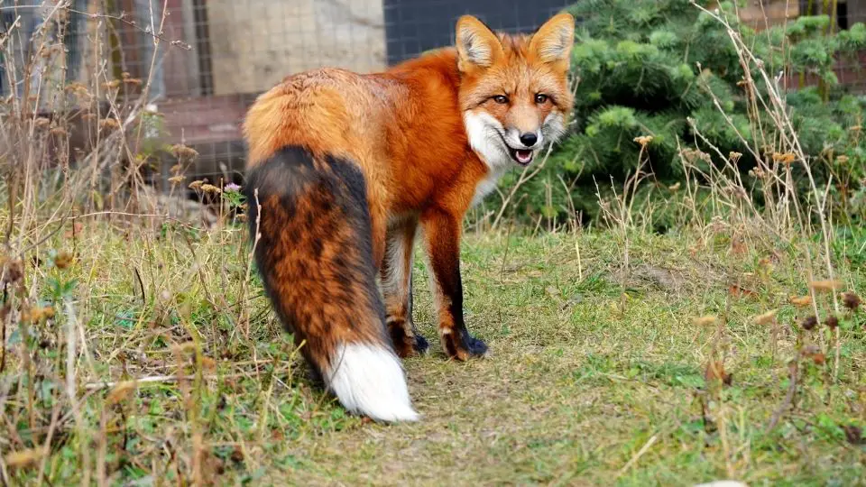 fox near a fence