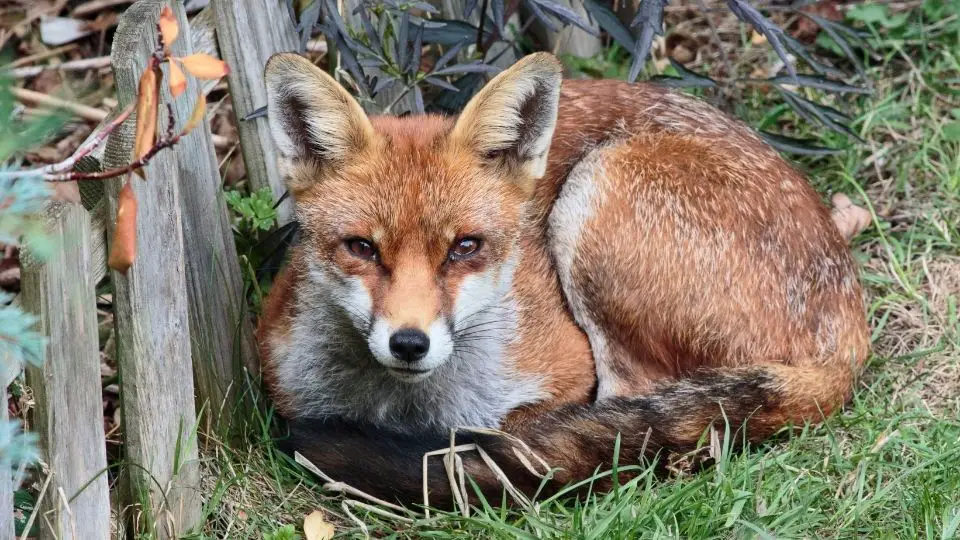 fox at rest