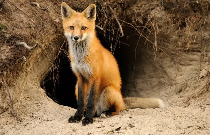 fox outside its burrow