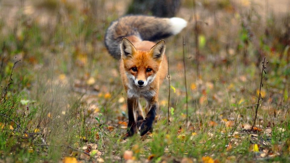 young fox trotting through a field of brush