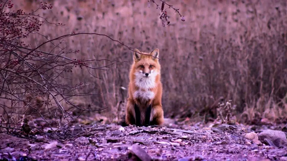 fox in purple heather