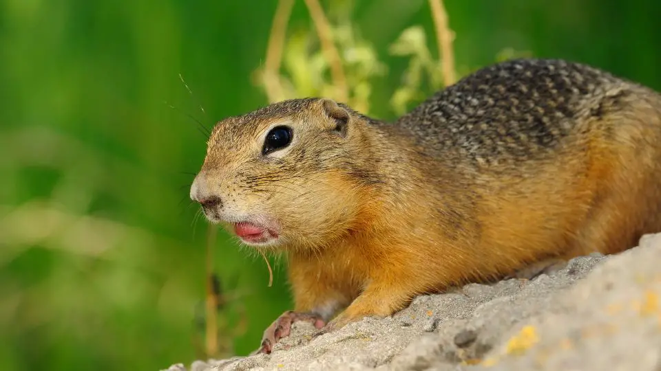 gopher with food in its mouth