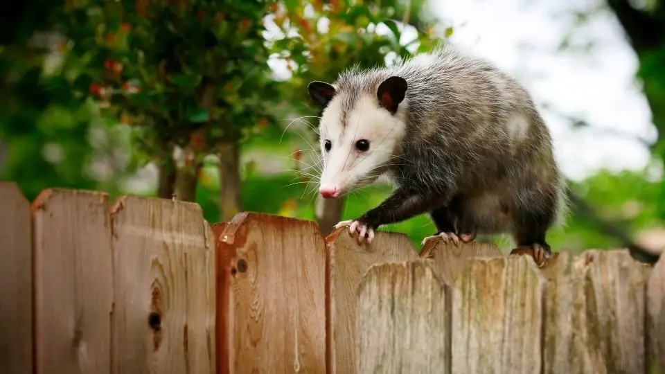 opossum climbing on a fence