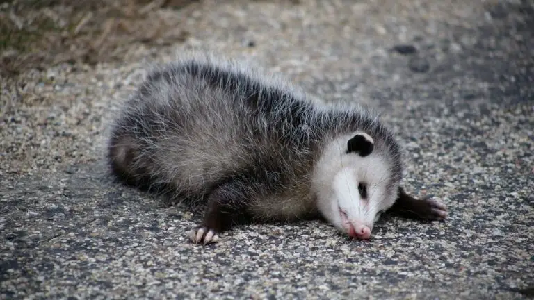 How Long Do Possums Live: Opossum Lifespan Explained!