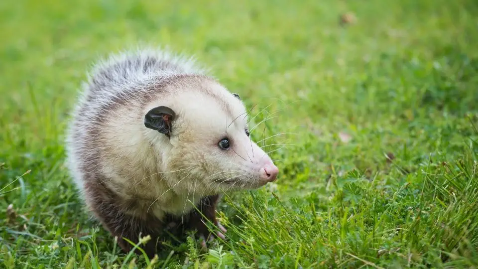 opossum in the field of grass