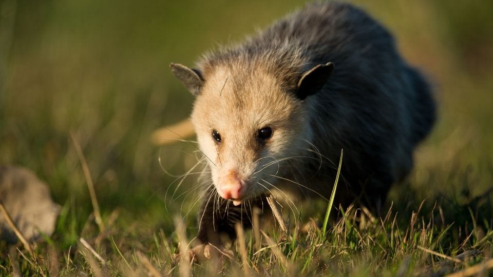 opossum walking in a field