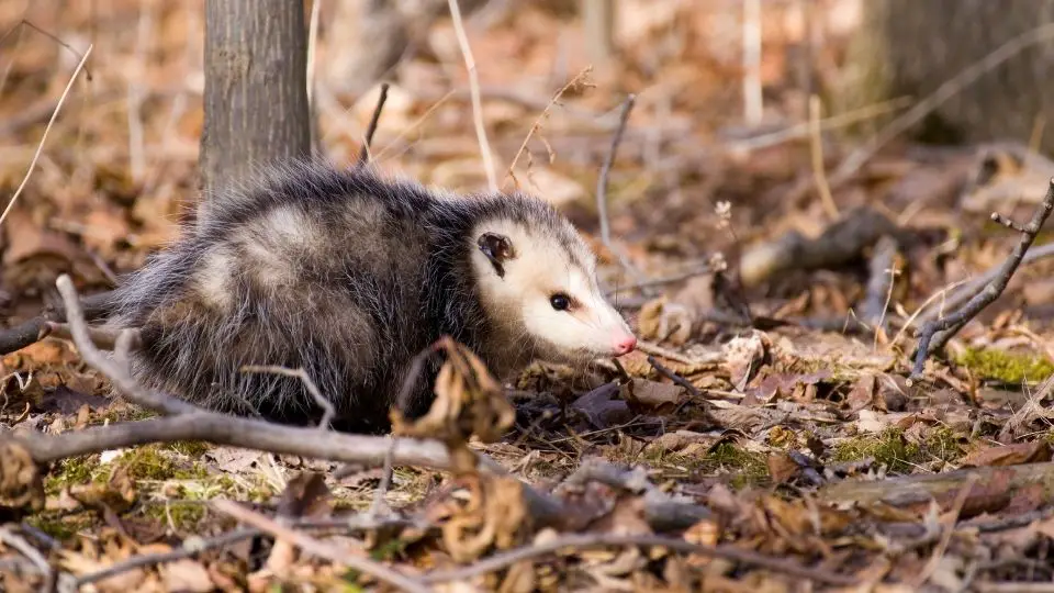 opossum on the ground surrounded by dried leaves and brush