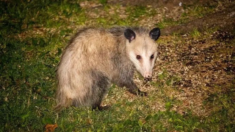 How Long Do Possums Live: Opossum Lifespan Explained!