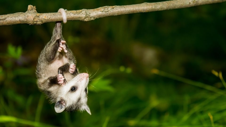 baby opossum hanging upside-down