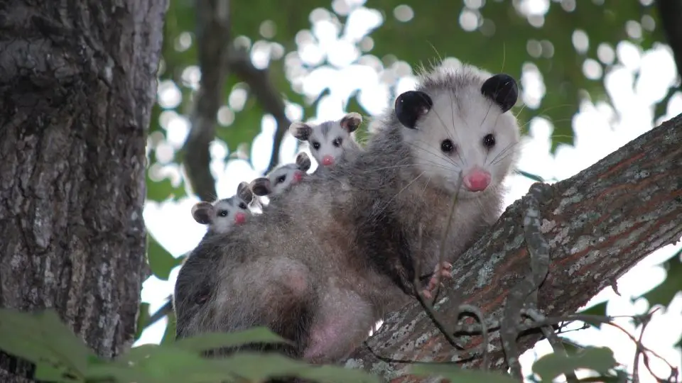 mother opossum in a tree with three babies on its back
