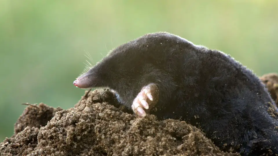 mole on a mole hill