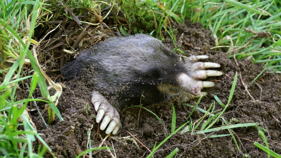 mole in the grass