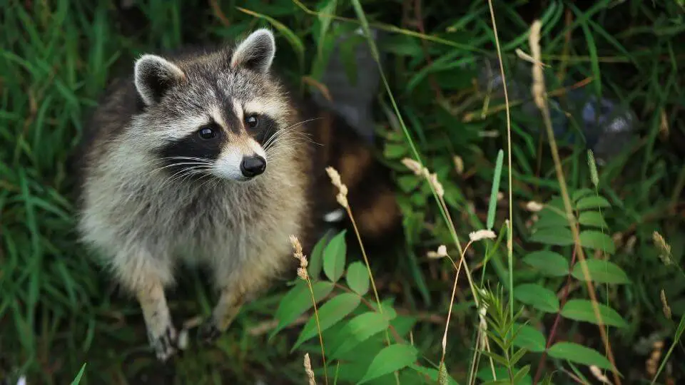 raccoon on hindlegs in the brush