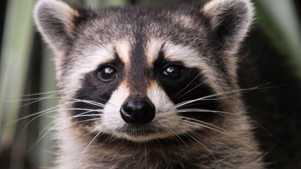 raccoon face