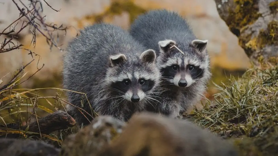 two raccoons in the brush