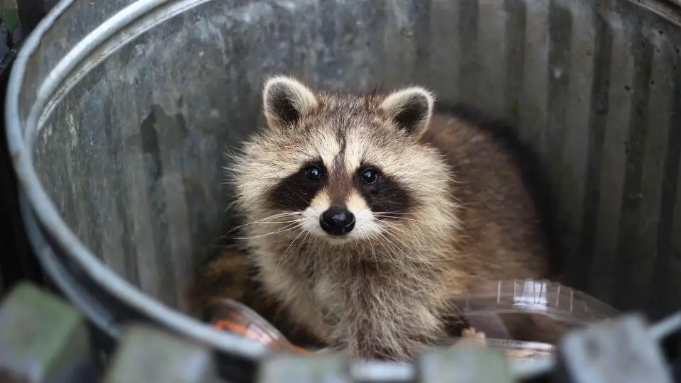 raccoon in a trash can