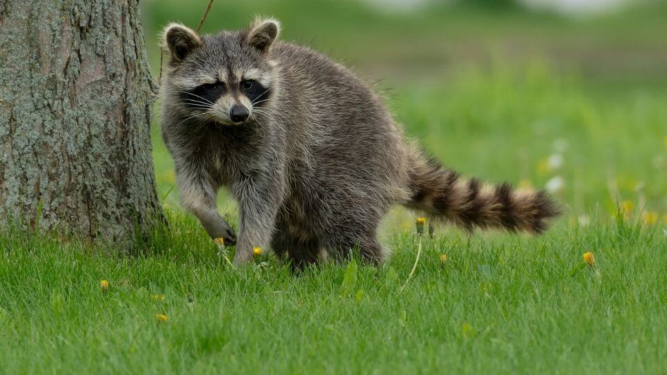 raccoon walking