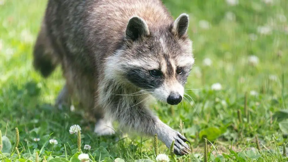 walking raccoon