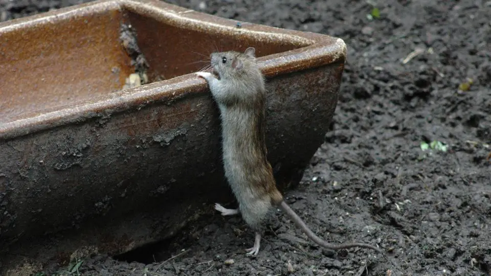 rat near a gutter