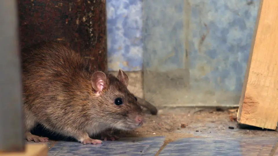 roof rat in a home