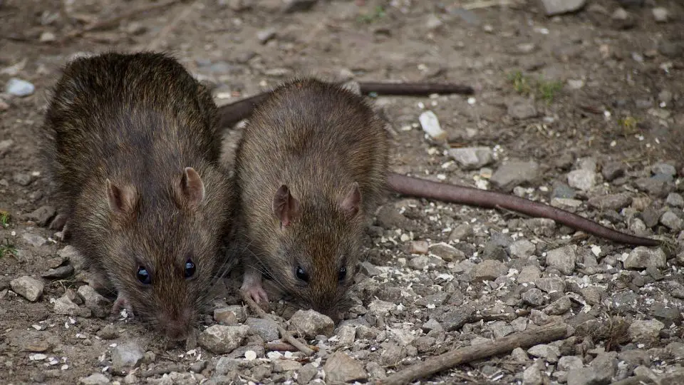 two roof rats