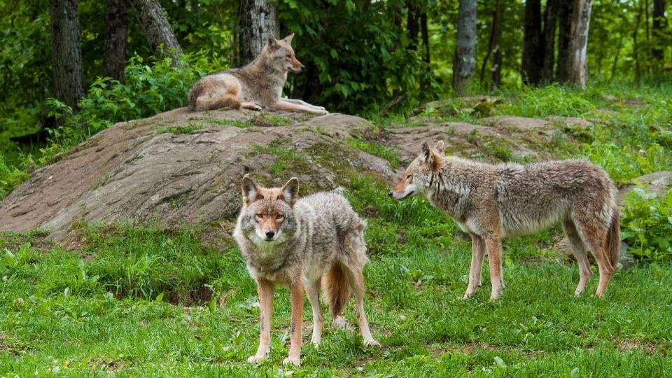 multiple coyotes in grass and on rock