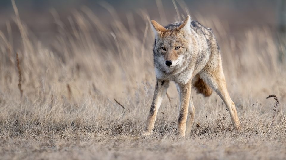 coyote in a field of brown grass