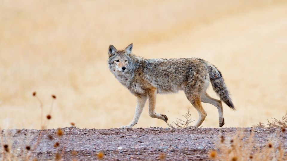 fleeing coyote