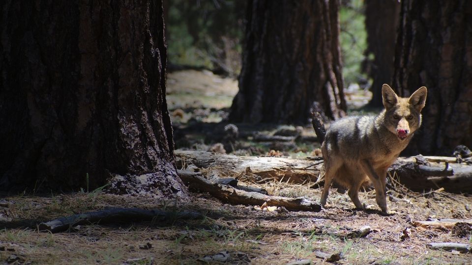 coyote foraging in the forest