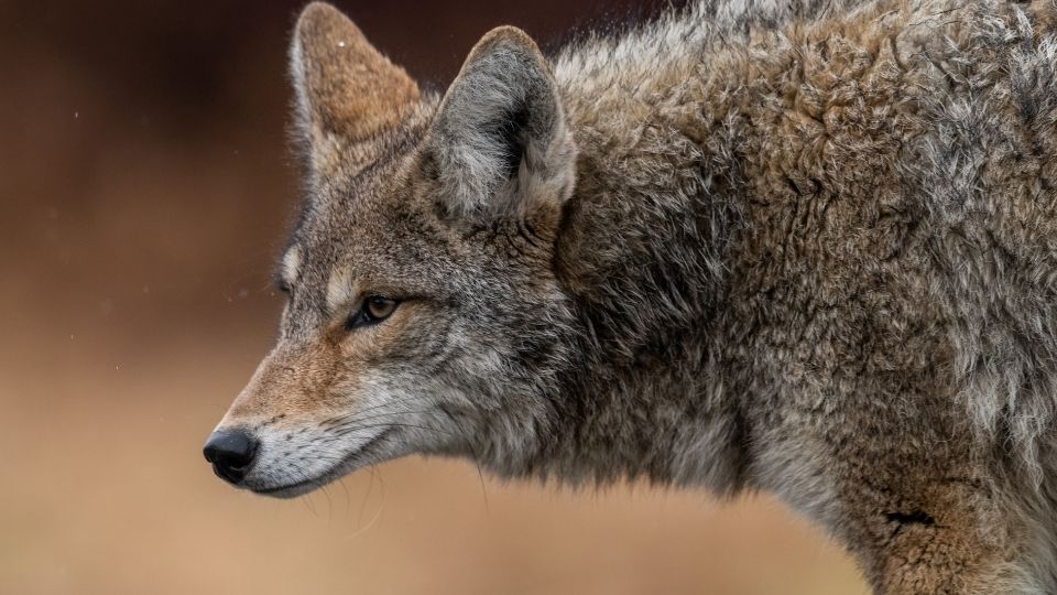 coyote profile