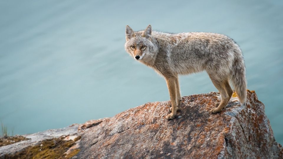 coyote on a cliff