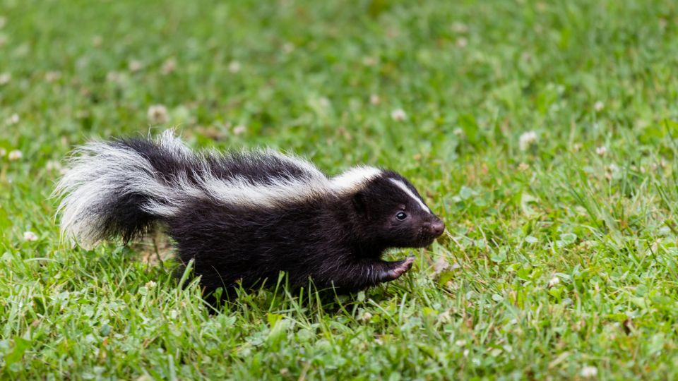 baby skunk pawing through the grass