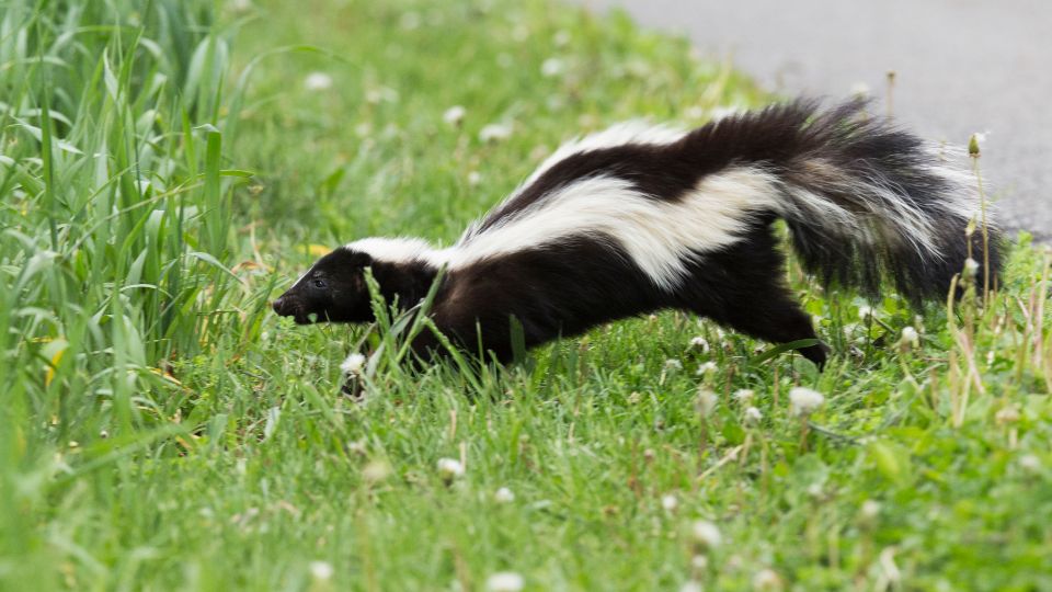skunk near the roadside