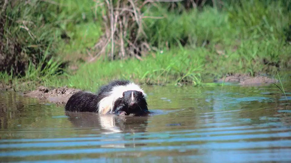 skunk near the water