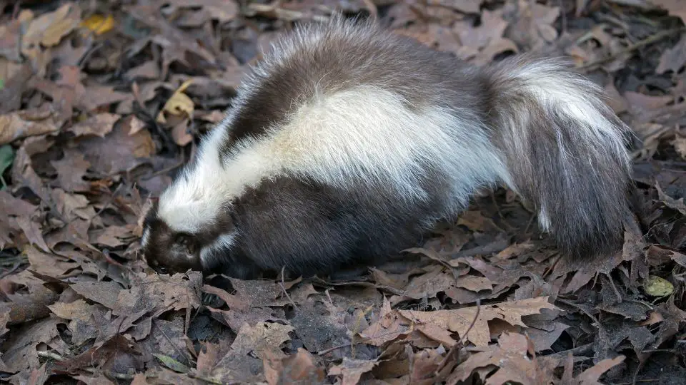 skunk in dried leaves