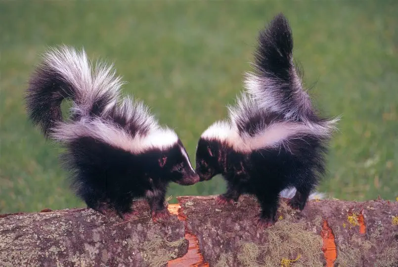 two skunks rubbing noses on a log