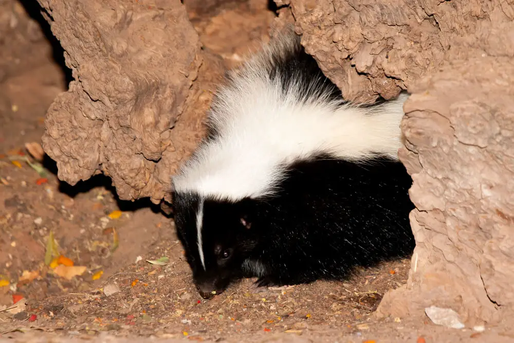skunk leaving a hole