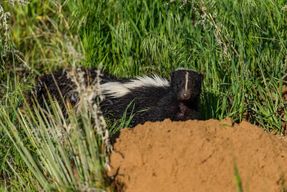 skunk hole