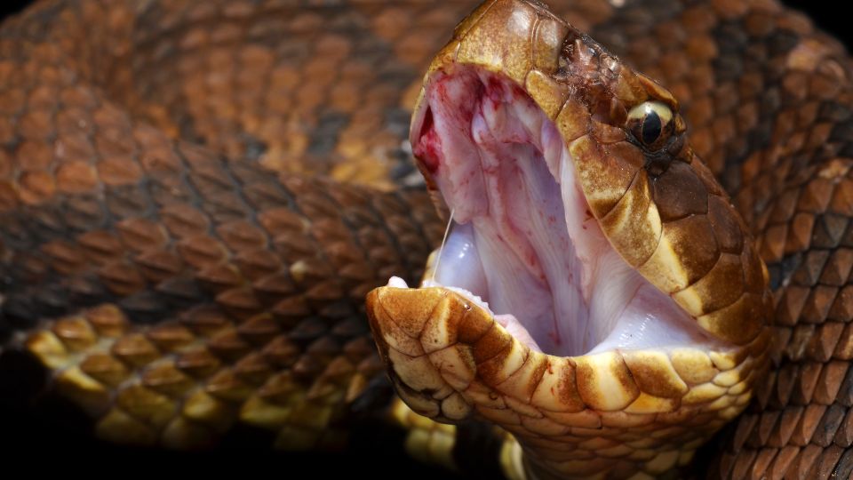 snake opening its mouth