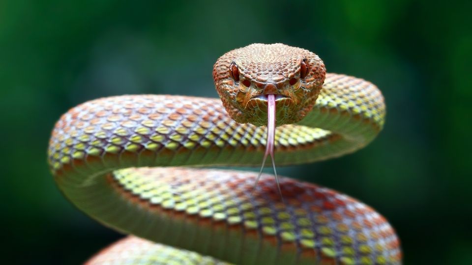 snake with red eyes