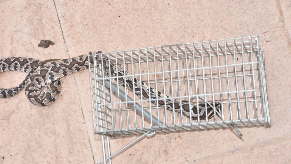 snake in a steel trap