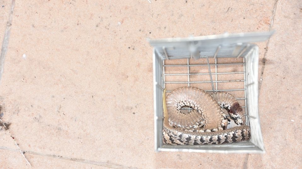 snake in a trap